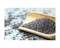 Hardal Tohumu Siyah 250 gr Kullananlar